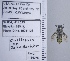  ( - UAIC1135075)  @11 [ ] by (2020) Wendy Moore University of Arizona Insect Collection