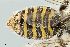  ( - UAIC1135075)  @11 [ ] by (2021) Wendy Moore University of Arizona Insect Collection