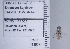  ( - UAIC1135077)  @11 [ ] by (2020) Wendy Moore University of Arizona Insect Collection