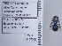  ( - UAIC1135080)  @11 [ ] by (2020) Wendy Moore University of Arizona Insect Collection