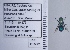 ( - UAIC1135081)  @11 [ ] by (2020) Wendy Moore University of Arizona Insect Collection