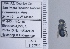  ( - UAIC1135088)  @11 [ ] by (2020) Wendy Moore University of Arizona Insect Collection