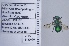  ( - UAIC1135090)  @11 [ ] by (2020) Wendy Moore University of Arizona Insect Collection