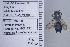  ( - UAIC1135102)  @11 [ ] by (2021) Wendy Moore University of Arizona Insect Collection