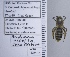  ( - UAIC1135107)  @11 [ ] by (2021) Wendy Moore University of Arizona Insect Collection