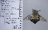  ( - UAIC1135113)  @11 [ ] by (2021) Wendy Moore University of Arizona Insect Collection