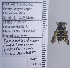  (Paranthidium jugatorium - UAIC1135121)  @11 [ ] by (2021) Wendy Moore University of Arizona Insect Collection