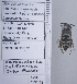  ( - UAIC1135123)  @11 [ ] by (2021) Wendy Moore University of Arizona Insect Collection