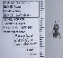  ( - UAIC1135126)  @11 [ ] by (2021) Wendy Moore University of Arizona Insect Collection