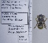  ( - UAIC1135146)  @11 [ ] by (2021) Wendy Moore University of Arizona Insect Collection