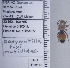  ( - UAIC1135164)  @11 [ ] by (2021) Wendy Moore University of Arizona Insect Collection
