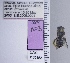  ( - UAIC1135182)  @11 [ ] by (2021) Wendy Moore University of Arizona Insect Collection