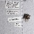  (Ancylandrena timberlakei - UAIC1135201)  @11 [ ] by (2021) Wendy Moore University of Arizona Insect Collection