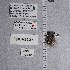  ( - UAIC1135203)  @11 [ ] by (2021) Wendy Moore University of Arizona Insect Collection