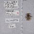  ( - UAIC1135227)  @11 [ ] by (2021) Wendy Moore University of Arizona Insect Collection