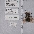  ( - UAIC1135271)  @11 [ ] by (2021) Wendy Moore University of Arizona Insect Collection