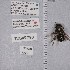  ( - UAIC1135281)  @11 [ ] by (2021) Wendy Moore University of Arizona Insect Collection