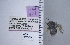  ( - UAIC1137405)  @11 [ ] by (2021) Wendy Moore University of Arizona Insect Collection