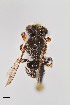  (Megachile sp. 1RM - UAIC1138055)  @11 [ ] by (2021) Wendy Moore University of Arizona, Insect Collection