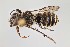  (Megachile subexilis - UAIC1138057)  @11 [ ] by (2021) Wendy Moore University of Arizona, Insect Collection