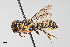  ( - UAIC1138057)  @11 [ ] by (2021) Wendy Moore University of Arizona, Insect Collection