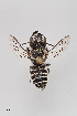  ( - UAIC1138058)  @11 [ ] by (2021) Wendy Moore University of Arizona, Insect Collection