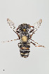  ( - UAIC1138059)  @11 [ ] by (2021) Wendy Moore University of Arizona, Insect Collection
