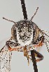  ( - UAIC1138059)  @11 [ ] by (2021) Wendy Moore University of Arizona, Insect Collection