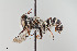  ( - UAIC1138059)  @11 [ ] by (2021) Wendy Moore University of Arizona, Insect Collection