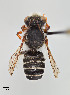  ( - UAIC1138061)  @11 [ ] by (2021) Wendy Moore University of Arizona, Insect Collection