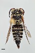  (Coelioxys sp. 1RM - UAIC1138062)  @11 [ ] by (2021) Wendy Moore University of Arizona, Insect Collection