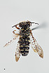  (Coelioxys sp. 2RM - UAIC1138063)  @11 [ ] by (2021) Wendy Moore University of Arizona, Insect Collection