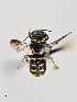  ( - UAIC1138064)  @11 [ ] by (2021) Wendy Moore University of Arizona, Insect Collection
