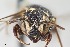  ( - UAIC1138064)  @11 [ ] by (2021) Wendy Moore University of Arizona, Insect Collection