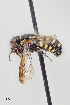  ( - UAIC1138064)  @11 [ ] by (2021) Wendy Moore University of Arizona, Insect Collection
