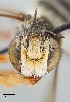  (Megachile sp. 2RM - UAIC1138065)  @11 [ ] by (2021) Wendy Moore University of Arizona, Insect Collection