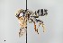  ( - UAIC1138065)  @11 [ ] by (2021) Wendy Moore University of Arizona, Insect Collection