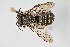  ( - UAIC1138066)  @11 [ ] by (2021) Wendy Moore University of Arizona, Insect Collection