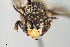  ( - UAIC1138066)  @11 [ ] by (2021) Wendy Moore University of Arizona, Insect Collection