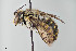  ( - UAIC1138066)  @11 [ ] by (2021) Wendy Moore University of Arizona, Insect Collection