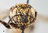  ( - UAIC1138068)  @11 [ ] by (2021) Wendy Moore University of Arizona, Insect Collection