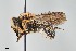  ( - UAIC1138068)  @11 [ ] by (2021) Wendy Moore University of Arizona, Insect Collection
