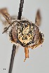  ( - UAIC1138069)  @11 [ ] by (2021) Wendy Moore University of Arizona, Insect Collection