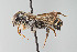  ( - UAIC1138069)  @11 [ ] by (2021) Wendy Moore University of Arizona, Insect Collection