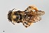  ( - UAIC1138071)  @11 [ ] by (2021) Wendy Moore University of Arizona, Insect Collection