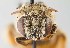  ( - UAIC1138071)  @11 [ ] by (2021) Wendy Moore University of Arizona, Insect Collection