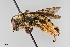  (Svastra helianthelli - UAIC1138071)  @11 [ ] by (2021) Wendy Moore University of Arizona, Insect Collection