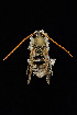  ( - UAIC1138072)  @11 [ ] by (2021) Wendy Moore University of Arizona, Insect Collection