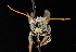  ( - UAIC1138072)  @11 [ ] by (2021) Wendy Moore University of Arizona, Insect Collection