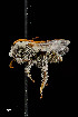  ( - UAIC1138072)  @11 [ ] by (2021) Wendy Moore University of Arizona, Insect Collection